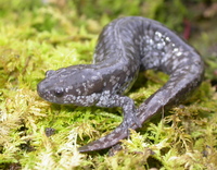 : Ambystoma mabeei; Mabee's Salamander