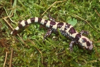 : Ambystoma opacum; Marbled Salamander