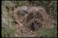 : Asio flammeus; Short-eared Owl