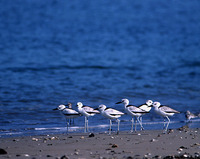 : Dromas ardeola; Crab Plover