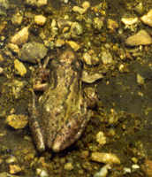 : Scinax staufferi