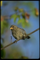 : Geospiza fortis; Galapagos Medium Ground Finch