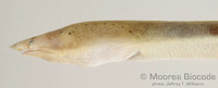 : Callechelys catostoma