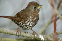 : Passerella iliaca; Fox Sparrow