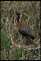 : Plegadis chihi; White-faced Ibis