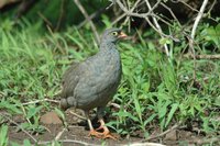 : Pternistis adspersus; Red-billed Francolin