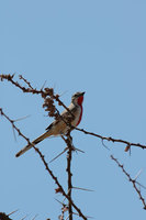 : Rhodophoneus cruentus; Rosy Patched Bush Strike