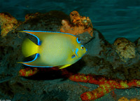 : Holacanthus ciliaris; Queen Angelfish