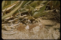 : Neotoma sp.; Pack Rat