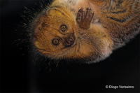 : Perodicticus potto
