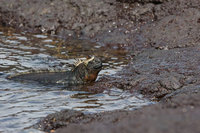 : Amblyrhynchus cristatus mertensi; Marine iguana