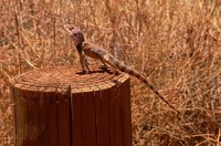 : Ctenophorus caudicinctus; Ring-tailed Dragon