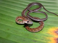 : Dendrophidion dendrophis