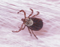 : Dermacentor occidentalis; Pacific Coast Tick