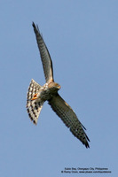 Chinese Goshawk Scientific name - Accipiter soloensis