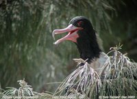 Lesser Frigatebird Fregata ariel