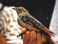 Rock Thrush, Monticola saxatilis