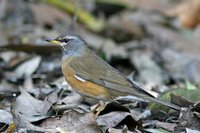 Eyebrowed Thrush » Turdus obscurus