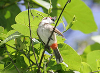 Red-whiskered Bulbul