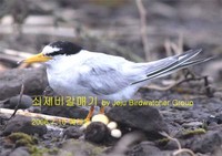 쇠제비갈매기Little Tern