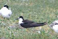 Sooty Tern (Sterna fuscata)