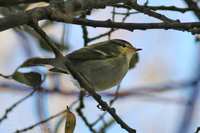 Yellow-browed Warbler (Phylloscopus inornatus)
