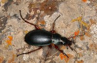 Carabus kalabi kalabi