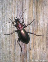 Carabus splendens