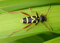 Clytus arietis arietis