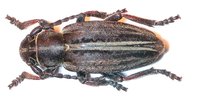 Dorcadion murrayi