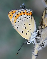 Lycaena thersamon - Lesser fiery copper