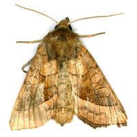 Hydraecia micacea - Rosy Rustic