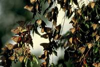 Danaus plexippus - Monarch