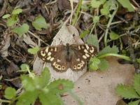 Pararge aegeria tircis - Speckled Wood