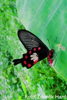 Atrophaneura aristolochiae - Common Rose