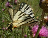 Iphiclides podalirius - Scarce Swallowtail