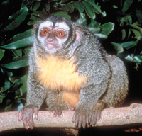 Owl monkey (Aotus sp.)