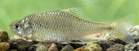 Rhodeus sericeus, Amur bitterling: aquarium