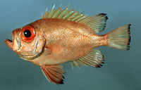 Pristigenys alta, Short bigeye: aquarium