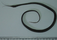 Avocettina infans, Avocet snipe-eel: