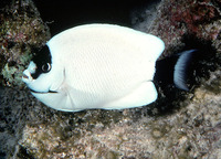 Genicanthus personatus, Masked angelfish: aquarium