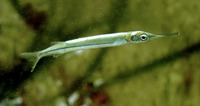 Hyporhamphus quoyi, Quoy's garfish: fisheries