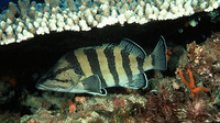 Acanthistius cinctus, Yellowbanded perch: