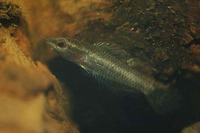 Parosphromenus ornaticauda, :