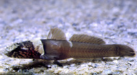 Chromogobius quadrivittatus, Chestnut goby: