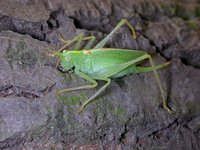 Meconema thalassinum - Oak bush cricket