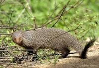 Image of: Herpestes edwardsi (Indian gray mongoose)
