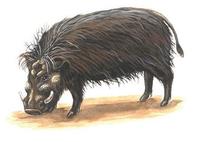 Image of: Hylochoerus meinertzhageni (giant forest hog)