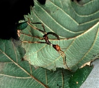 Extatosoma tiaratum