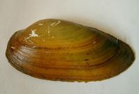 Unio tumidus